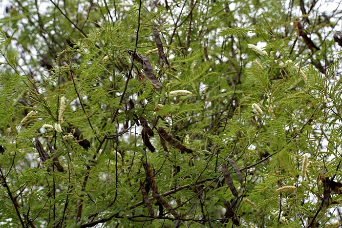 Questa pianta medicinale ayurvedica può regolare la funzione immunitaria e stimolare la produzione di anticorpi